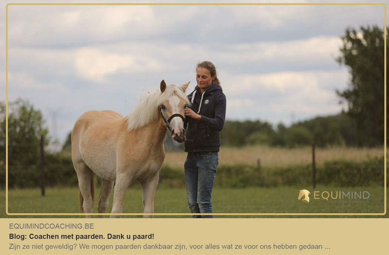 Blog | Coachen Met Paarden | Equimindcoacing