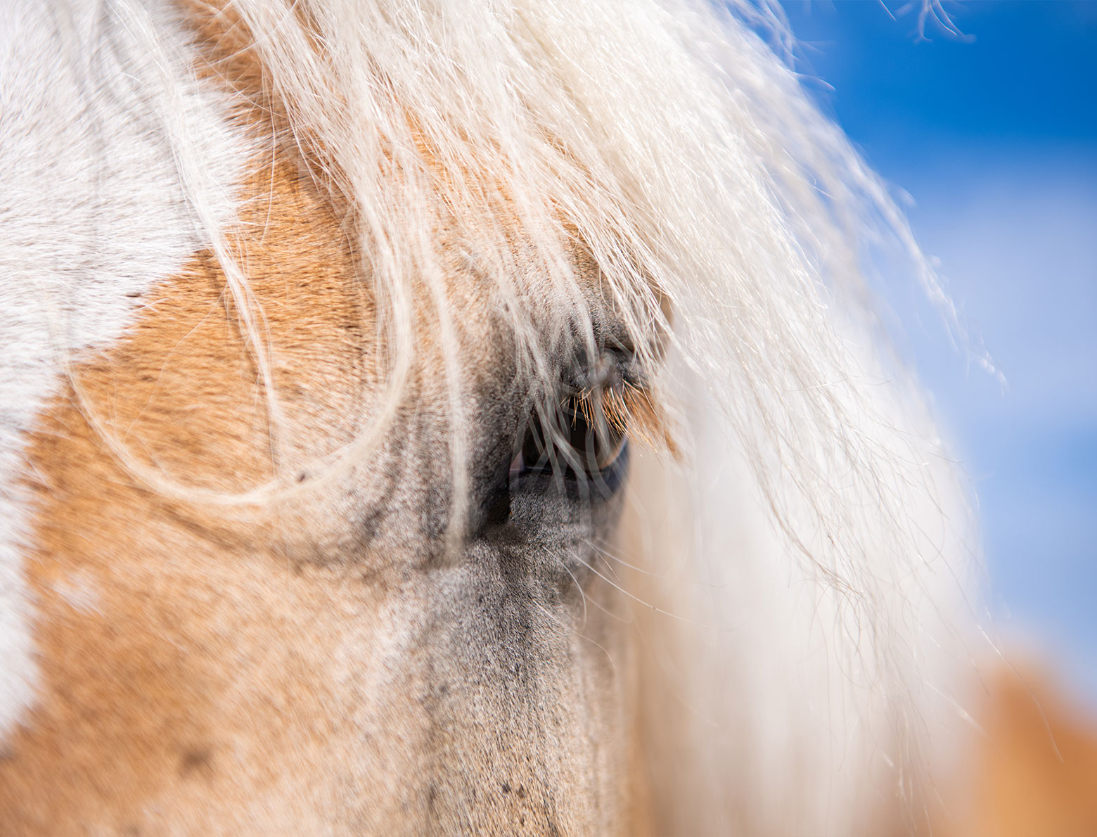 Close-up van paardoog van Equimind paardencoaching.