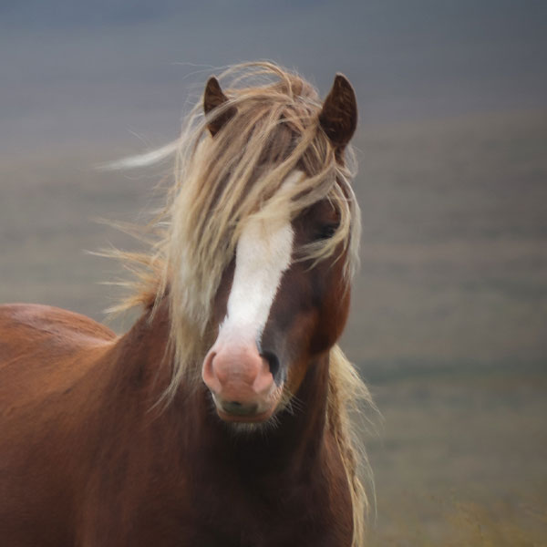 Equimind | De Paardencoach | Annelies Hens